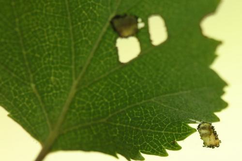Incurvaria masculella